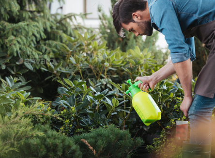 Foto - Kestane ağaçlarına öyle bir böcek dadandı ki… Karadeniz kokarca kokmaya başladı