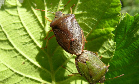 Foto - Kestane ağaçlarına öyle bir böcek dadandı ki… Karadeniz kokarca kokmaya başladı