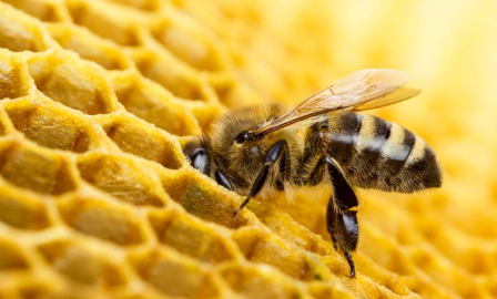 Foto - Kestane ağaçlarına öyle bir böcek dadandı ki… Karadeniz kokarca kokmaya başladı