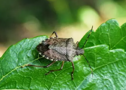 Foto - Kestane ağaçlarına öyle bir böcek dadandı ki… Karadeniz kokarca kokmaya başladı