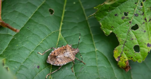 Foto - Kestane ağaçlarına öyle bir böcek dadandı ki… Karadeniz kokarca kokmaya başladı