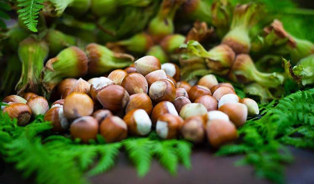 Foto - Kestane ağaçlarına öyle bir böcek dadandı ki… Karadeniz kokarca kokmaya başladı