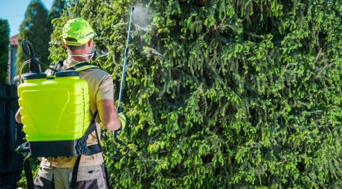 Foto - Kestane ağaçlarına öyle bir böcek dadandı ki… Karadeniz kokarca kokmaya başladı