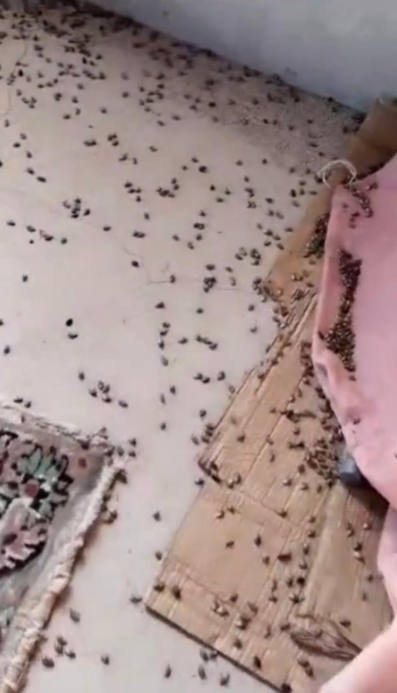 Foto - Kestane ağaçlarına öyle bir böcek dadandı ki… Karadeniz kokarca kokmaya başladı