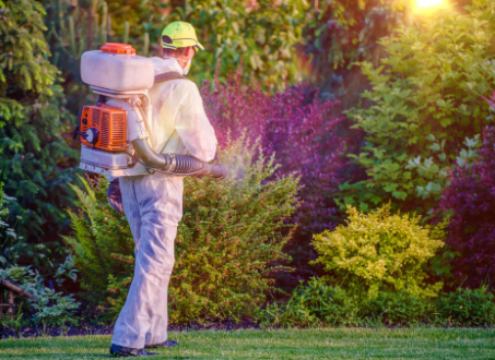 Foto - Kestane ağaçlarına öyle bir böcek dadandı ki… Karadeniz kokarca kokmaya başladı