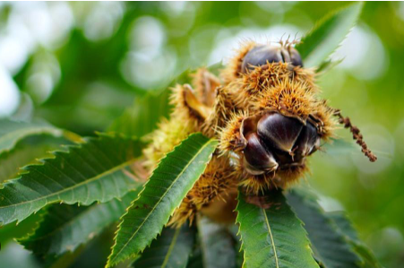 Kestane ağaçlarına öyle bir böcek dadandı ki… Karadeniz kokarca kokmaya başladı