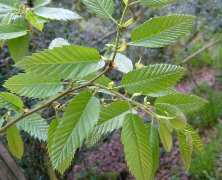 Foto - Kestane ağaçlarına öyle bir böcek dadandı ki… Karadeniz kokarca kokmaya başladı