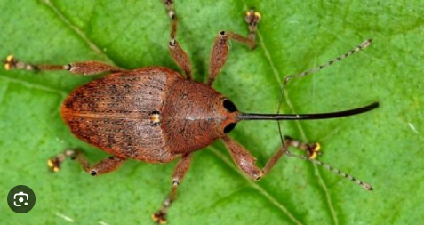 Foto - Kestane ağaçlarına öyle bir böcek dadandı ki… Karadeniz kokarca kokmaya başladı