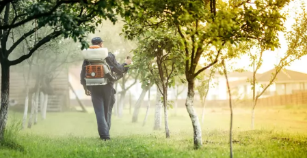 Foto - Kestane ağaçlarına öyle bir böcek dadandı ki… Karadeniz kokarca kokmaya başladı