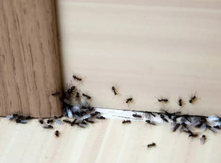 Foto - Kestane ağaçlarına öyle bir böcek dadandı ki… Karadeniz kokarca kokmaya başladı