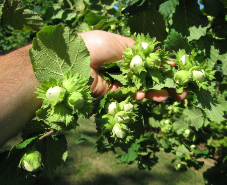 Foto - Kestane ağaçlarına öyle bir böcek dadandı ki… Karadeniz kokarca kokmaya başladı