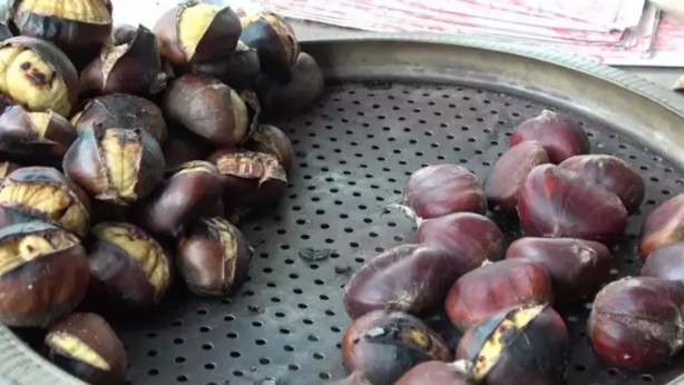 Kestane düşmanını yendiler! Arıya dayanıklı hasat başladı: Kilosu 350 TL, hem büyük hem de lezzetli