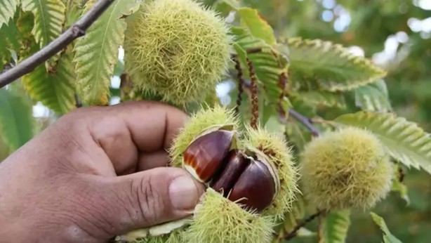 Foto - Kestane düşmanını yendiler! Arıya dayanıklı hasat başladı: Kilosu 350 TL, hem büyük hem de lezzetli