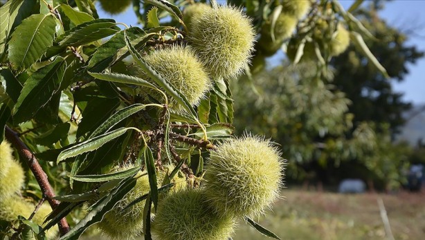 Foto - Kestane düşmanını yendiler! Arıya dayanıklı hasat başladı: Kilosu 350 TL, hem büyük hem de lezzetli