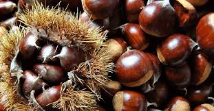 Foto - Kestane düşmanını yendiler! Arıya dayanıklı hasat başladı: Kilosu 350 TL, hem büyük hem de lezzetli