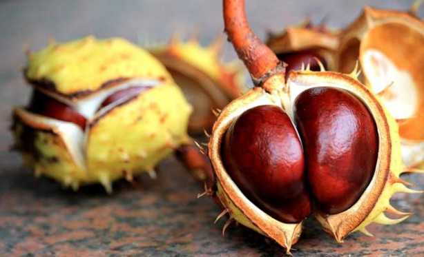 Foto - Kestane erken yaşlanmayı önlüyor