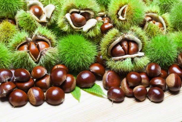 Foto - Kestane erken yaşlanmayı önlüyor