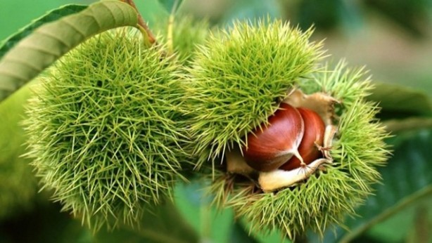 Foto - Kestane erken yaşlanmayı önlüyor
