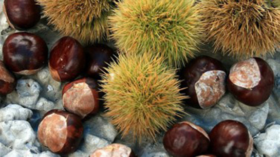 Foto - Kestane erken yaşlanmayı önlüyor