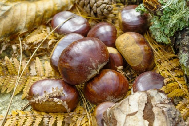 Foto - Kestane erken yaşlanmayı önlüyor