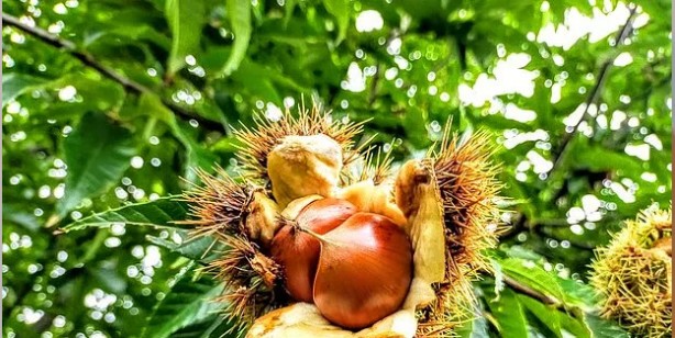 Foto - Kestane suyu ile çamaşırları yıkarsanız ne olur?