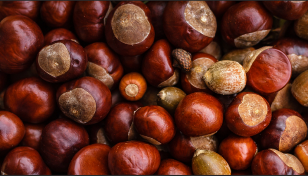 Foto - Kestanenin bir faydası daha ortaya çıktı! Duyanlar şaşırıyor