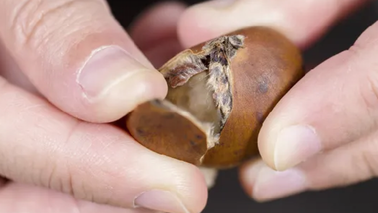 Kestaneyi mükemmel pişirmenin püf noktası meğer burada saklıymış! İnce detay...