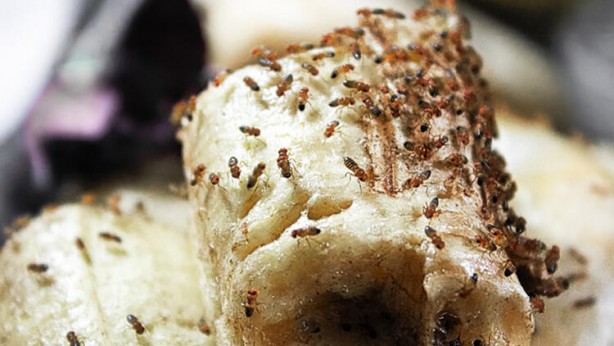 Foto - Ketçabı tencerenizin dışına sürerseniz...