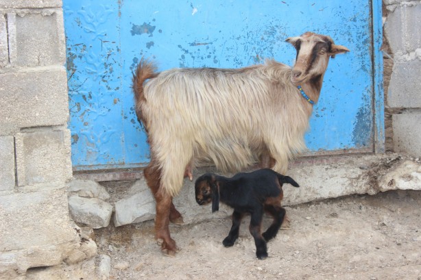 Foto - Kilis'te doğan 3 aylık oğlak hayrete düşürdü!
