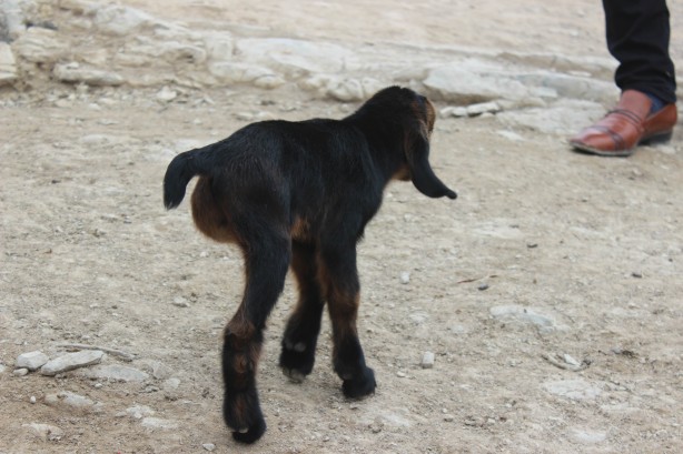 Foto - Kilis'te doğan 3 aylık oğlak hayrete düşürdü!