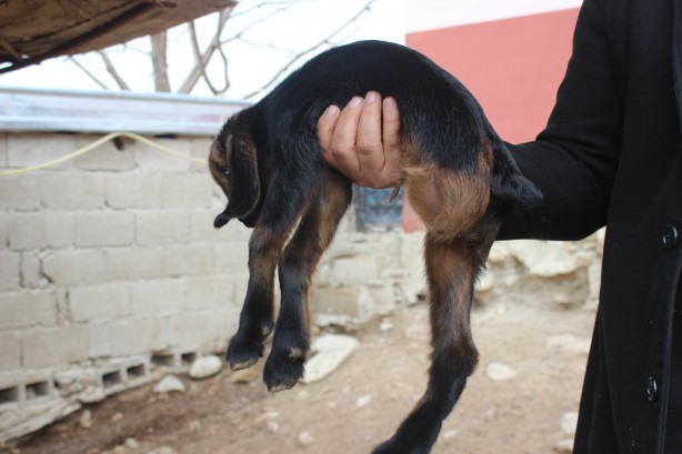 Kilis'te doğan 3 aylık oğlak hayrete düşürdü!