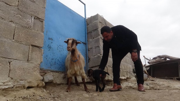 Foto - Kilis'te doğan 3 aylık oğlak hayrete düşürdü!