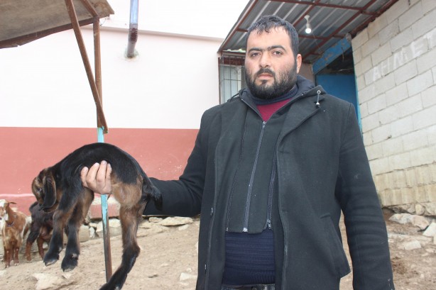 Foto - Kilis'te doğan 3 aylık oğlak hayrete düşürdü!