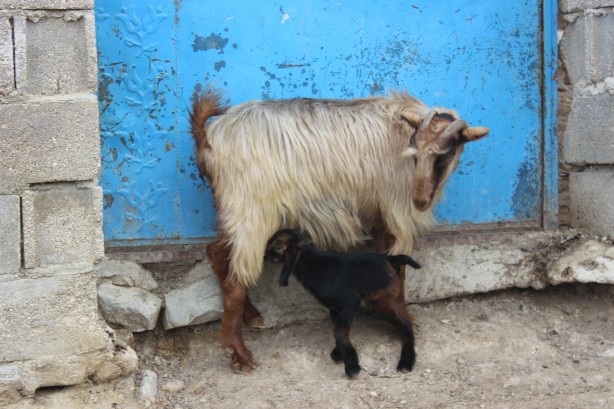 Foto - Kilis'te doğan 3 aylık oğlak hayrete düşürdü!