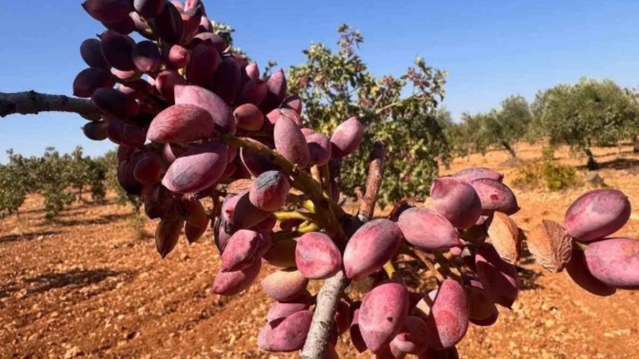 Foto - Kilo fiyatı dudak uçuklatı! Fıstık fiyatları yüzde 500 zamlandı
