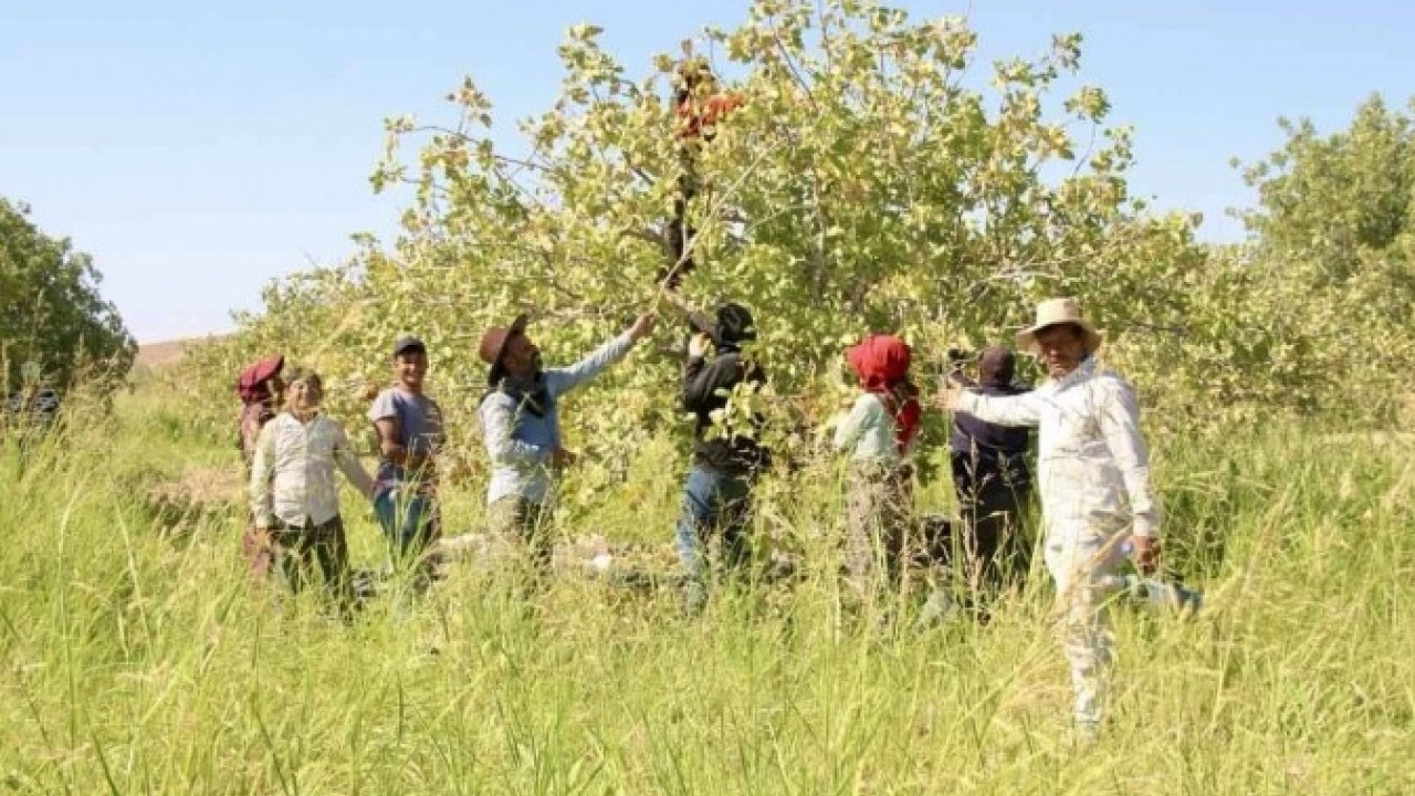 Foto - Kilo fiyatı dudak uçuklatı! Fıstık fiyatları yüzde 500 zamlandı