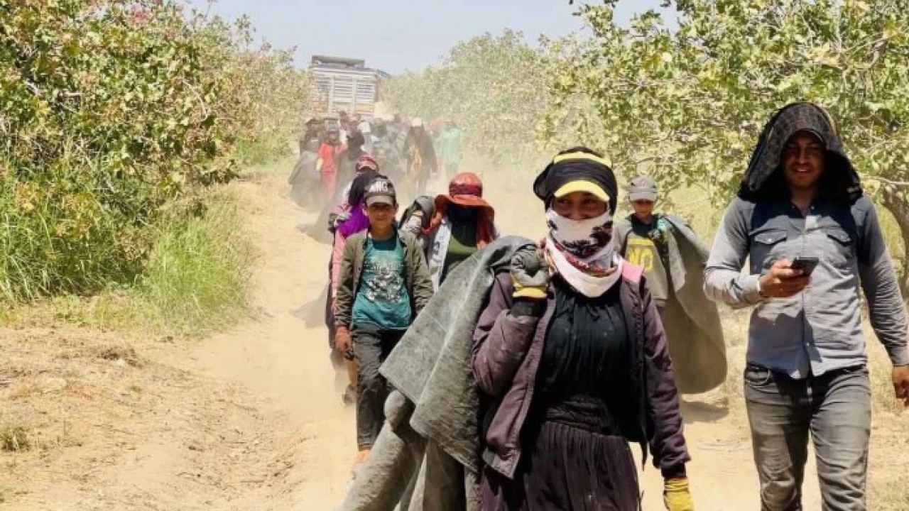 Foto - Kilo fiyatı dudak uçuklatı! Fıstık fiyatları yüzde 500 zamlandı