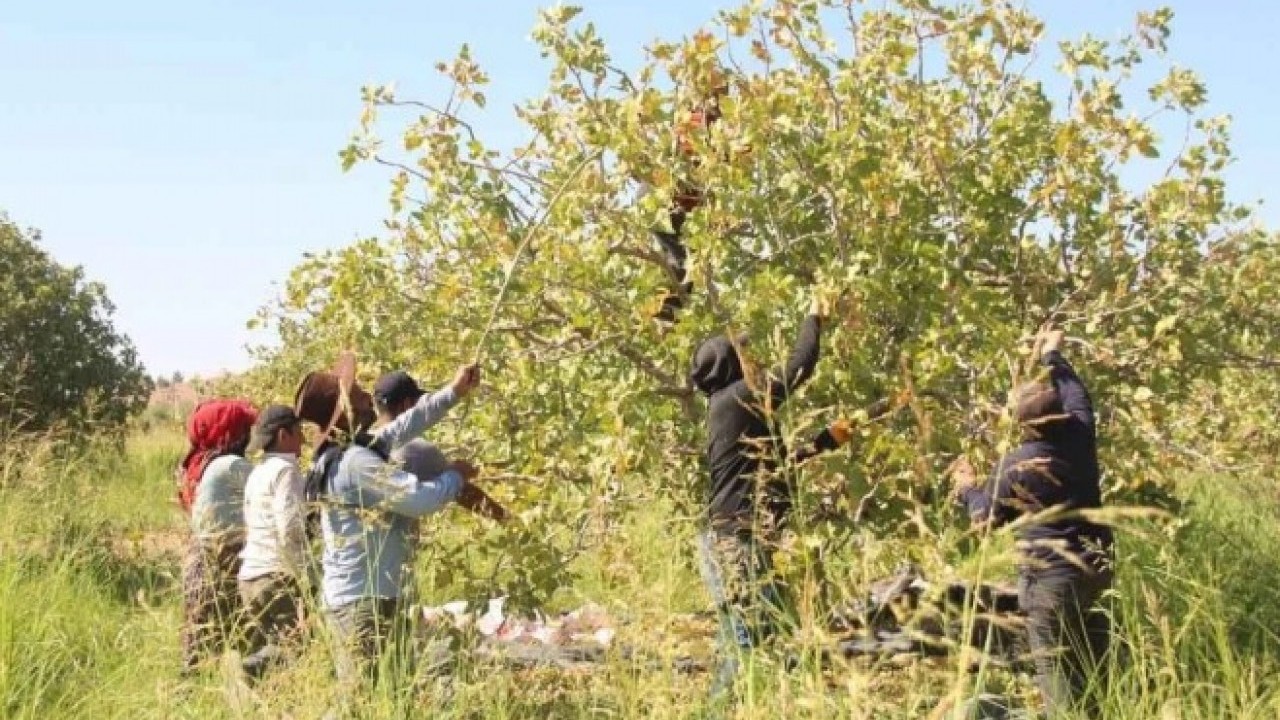 Foto - Kilo fiyatı dudak uçuklatı! Fıstık fiyatları yüzde 500 zamlandı