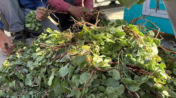 Kilo kilo alınıyor talebe yetişemiyorlar! İbn-i Sina'nın önerisi her derde deva