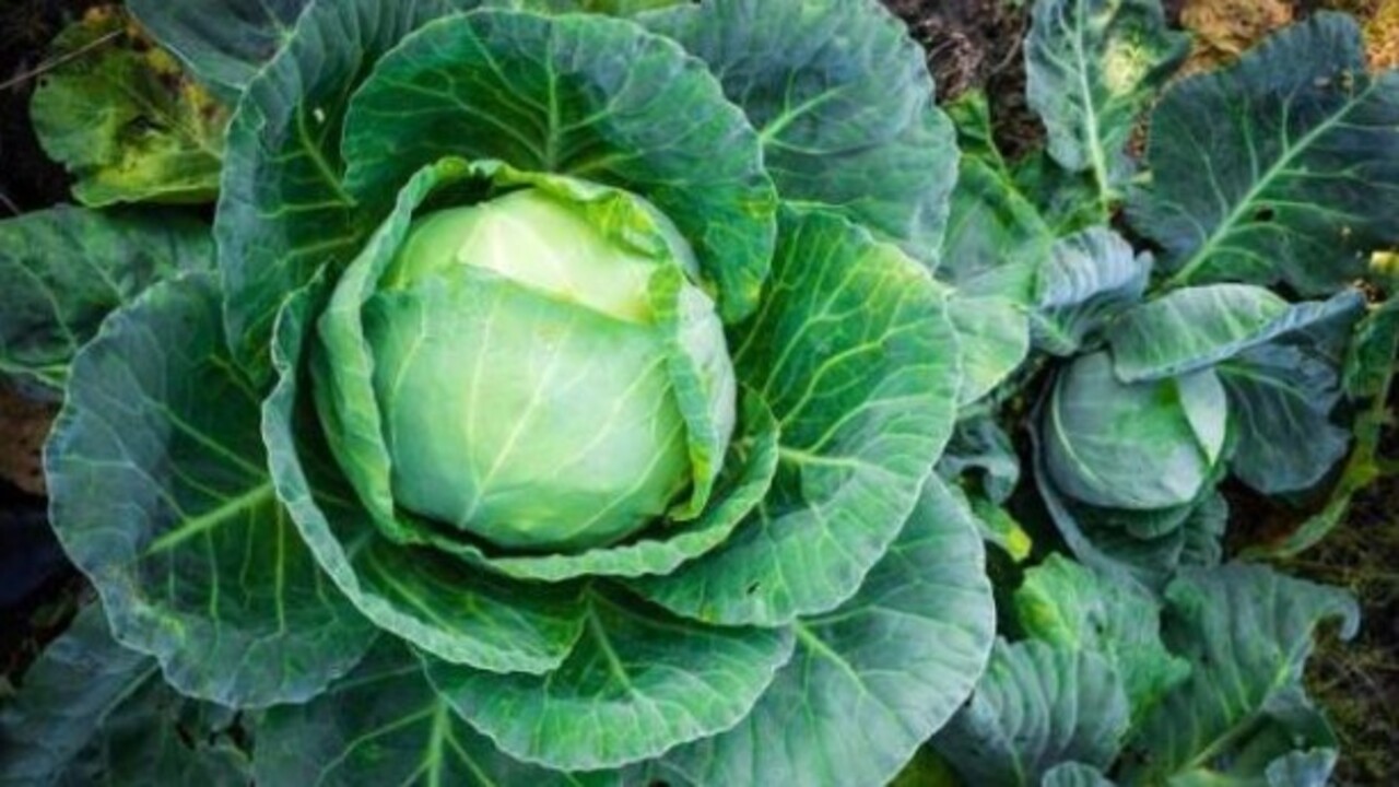 Foto - Kilo sorunu yaşayanlar buraya! Bu sebze göbek yağlarını eritiyor