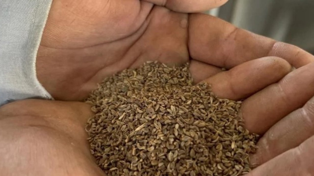 Foto - Kilogram fiyatı 100TL! Türkiye'nin her yerine bu ilimizden gidiyor