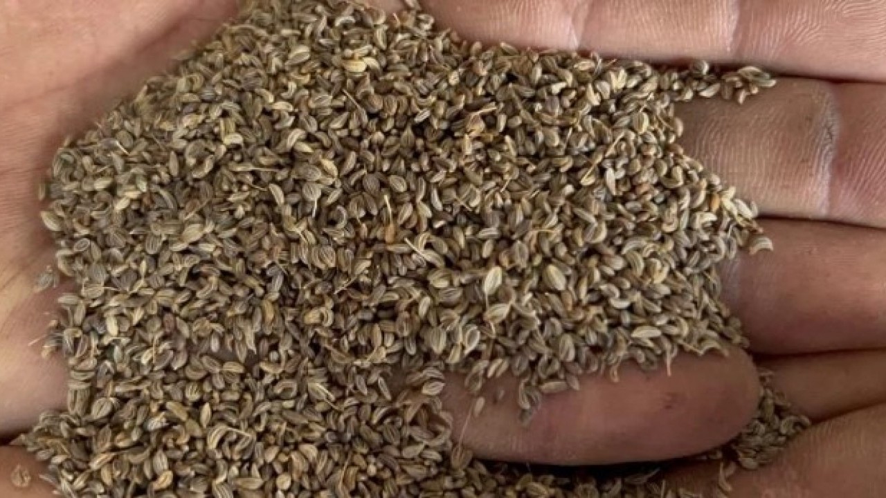 Foto - Kilogram fiyatı 100TL! Türkiye'nin her yerine bu ilimizden gidiyor