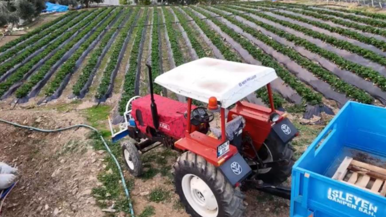 Kilogram fiyatı 130 TL! Mersin'de çilek hasadı başladı