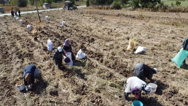 Foto - Kilosu 10-13 TL arasında değişiyor! Güneş ışığıyla lezzetlenen patates: Agria