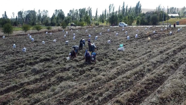 Foto - Kilosu 10-13 TL arasında değişiyor! Güneş ışığıyla lezzetlenen patates: Agria