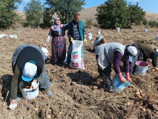 Foto - Kilosu 10-13 TL arasında değişiyor! Güneş ışığıyla lezzetlenen patates: Agria