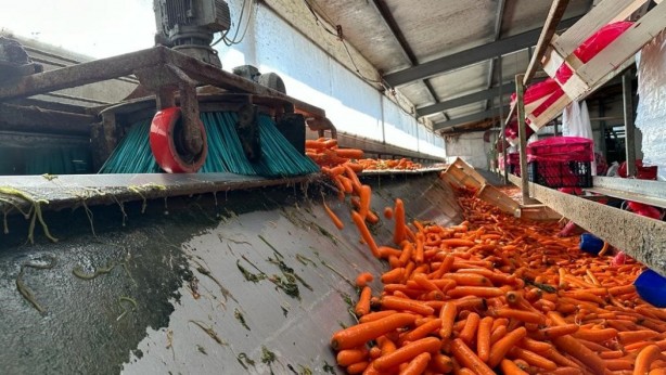 Foto - Kilosu 10 liradan satılıyor! Günde 20 ton kaldırıyorlar... Böylesi ne görüldü, ne duyuldu 