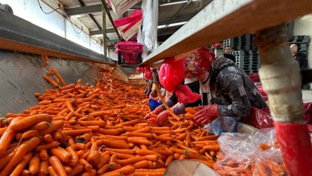 Foto - Kilosu 10 liradan satılıyor! Günde 20 ton kaldırıyorlar... Böylesi ne görüldü, ne duyuldu 
