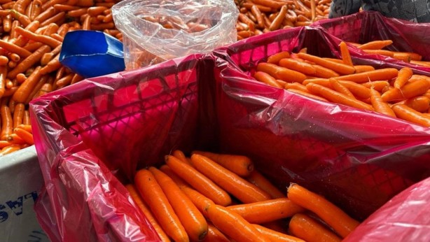 Foto - Kilosu 10 liradan satılıyor! Günde 20 ton kaldırıyorlar... Böylesi ne görüldü, ne duyuldu 