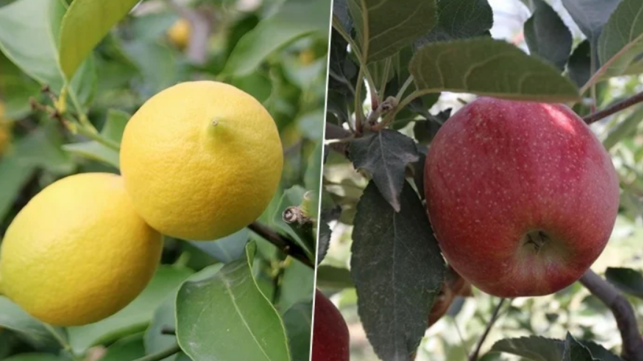 Foto - Kilosu 100 lirayı geçmişti! Limonla ilgili flaş karar